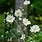 White Anemone Plant