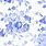 White Blue Floral Wallpaper