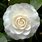 White Camellia Bush