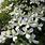 White Clematis Plants