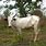White Fulani Cattle