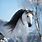 White Horse with Black Hair