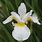 White Iris Plant