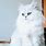 White Persian Cat Painting
