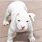 White Pit Bull Puppies