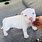White Pitbull Puppy with Blue Eyes