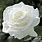 White Rosa Rose