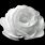 White Rose Black Background