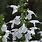 White Salvia Plants