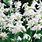 White Scilla Flowers