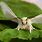 White Silkworm Moth