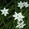 White Star Flower Plant