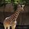 Wild Animals Giraffe Zoo