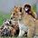 Wild Baby Animals Desktop Wallpaper