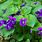 Wild Purple Violet