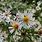 Wild White Asters Flowers