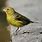 Wild Yellow Canary Bird