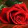 Winter Red Rose Wallpaper