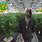 Wiz Khalifa Weed Farm
