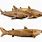 Wooden Shark Toy