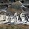 Woodland Park Zoo Penguins
