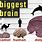 World's Biggest Brain