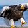 World's Biggest Eagle