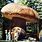 World's Biggest Mushroom Oregon