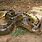 World's Largest Anaconda Found