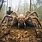 World Most Biggest Spider