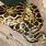 Yellow Anaconda Snake