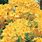 Yellow Azalea Flower