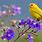 Yellow Bird Wallpaper