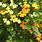 Yellow Climbing Vine with Flowers