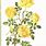 Yellow Flower Prints