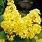 Yellow Lilac Bush