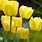 Yellow Spring Flowers Background