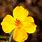 Yellow Wildflower Tucson