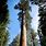 Yosemite Sequoia Trees