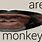 You Are a Monkey Meme