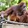Zoo Orangutan