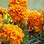 Planting Marigolds