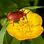 Pollinating Beetles