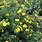 Yellow Potentilla Flowering Shrub