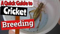 Crickets: Diet and Nutrition