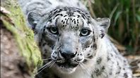 Leopard: Hunting Skills and Prey