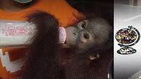 Orangutan: Rescue and Adoption