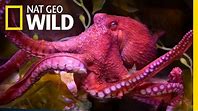Octopus: Habitats and Distribution