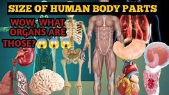 Uncovering the Wonders of Human Body Anatomy: Exploring its Remarkable Structure and Function