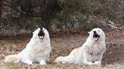Wolf Siblings Howl a Synchronized Song